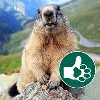 corri marmotta 28379027_197777070991030_4562982962982491243_n - copia